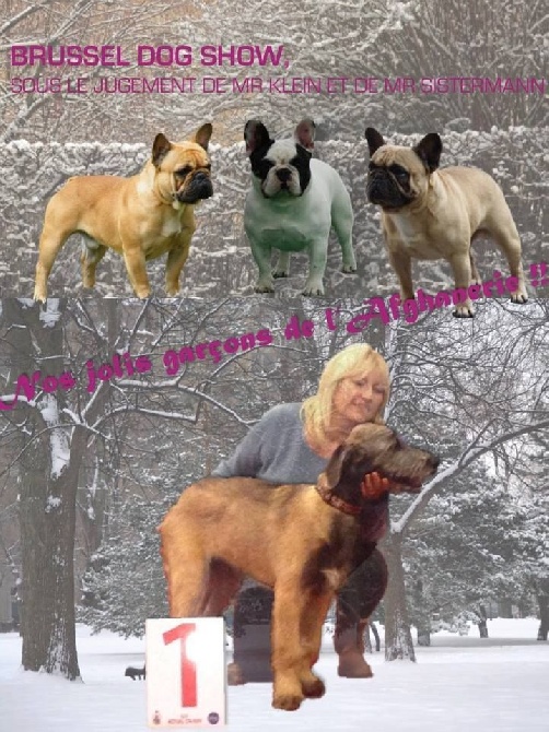 de L'Afghanerie de Kabul - Nos 4 Jolis Garçons au Brussels Dog SHOW !!!!!