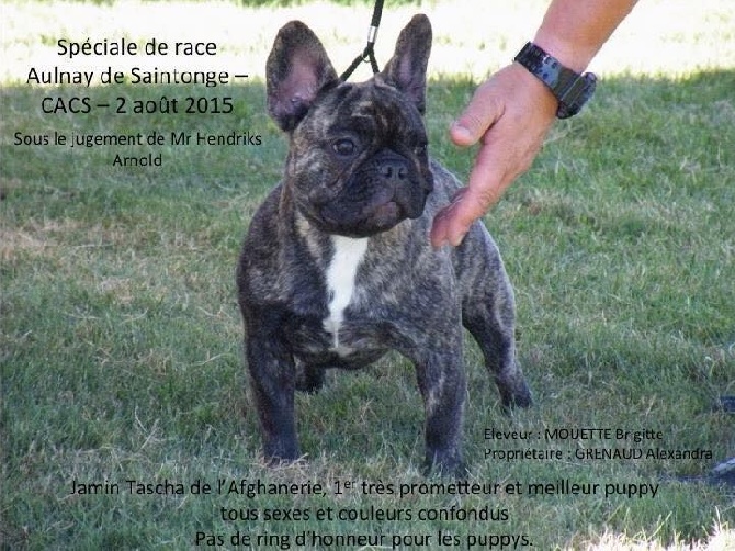 de L'Afghanerie de Kabul - BB JAMIN TASCHA Meilleur PUPPY AULNAY  !!!