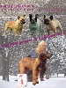  - Nos 4 Jolis Garçons au Brussels Dog SHOW !!!!!