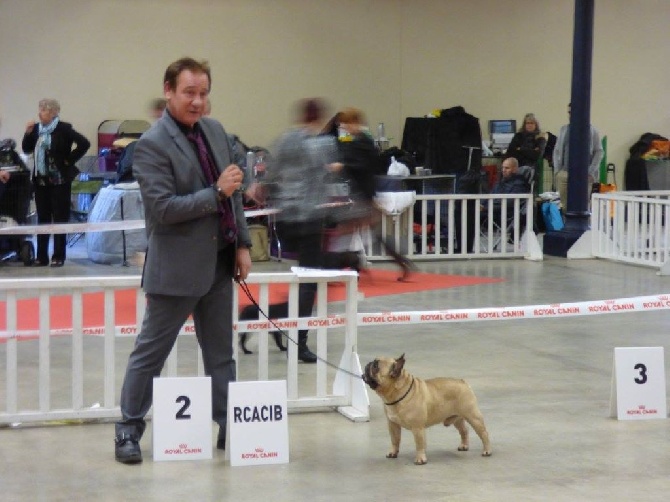 de L'Afghanerie de Kabul - PARIS DOG SHOW 11 janvier 2015 !!!!!!!!!!!!!