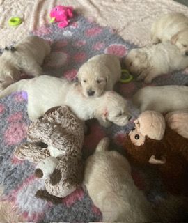 de L'Afghanerie de Kabul - Chiot disponible  - Golden Retriever