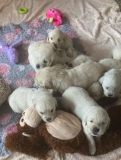 de L'Afghanerie de Kabul - Chiot disponible  - Golden Retriever