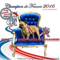 CH. Just a little chalim tascha de L'Afghanerie de Kabul