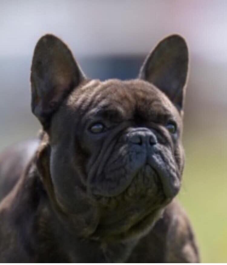 Nala tascha de L'Afghanerie de Kabul